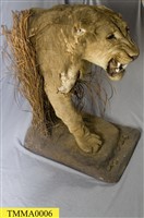 Lion Collection Image, Figure 8, Total 14 Figures
